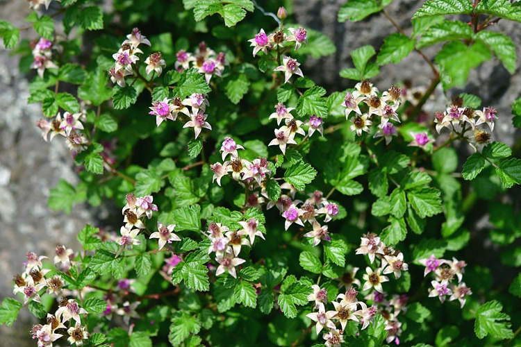 멍석딸기  DSC_8802.jpg