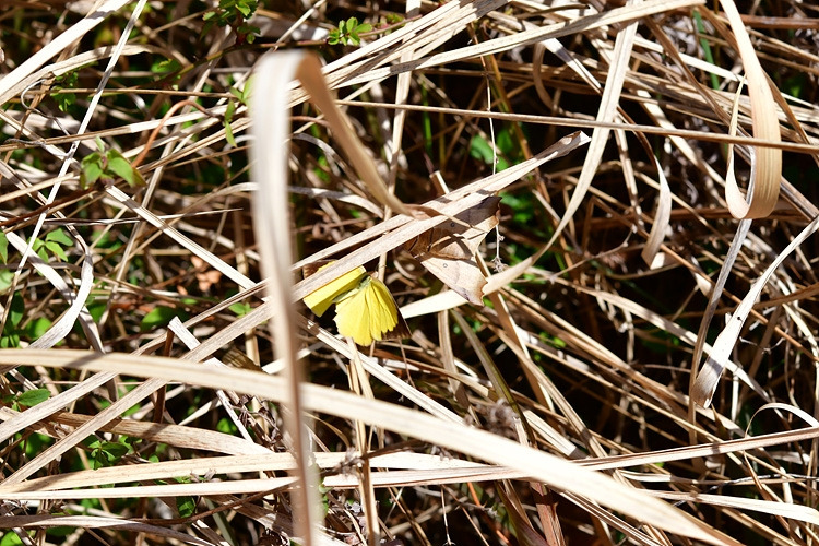극남노랑나비  남방갈고리가지나방DSC_7113.jpg