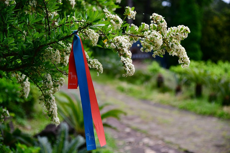 피라칸사스  DSC_8197.jpg