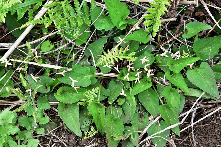 왜제비꽃  열매집  DSC_1544.jpg