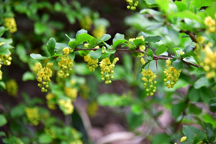 섬매발톱나무  DSC_9889.jpg