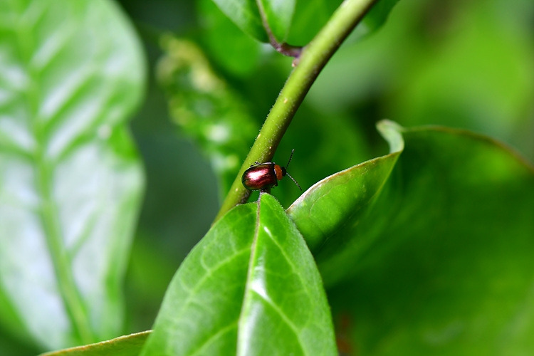 잎벌레류  DSC_8679.jpg