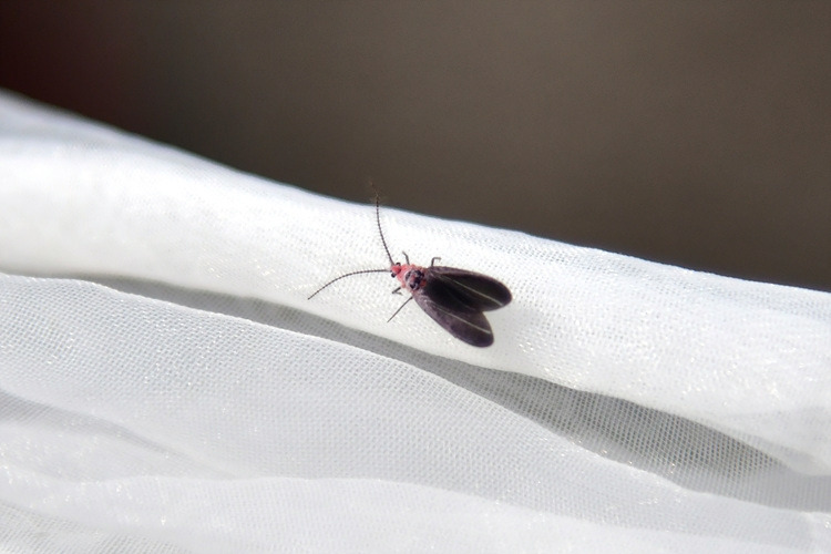 짚신깍지벌레  수컷   DSC_9651.jpg