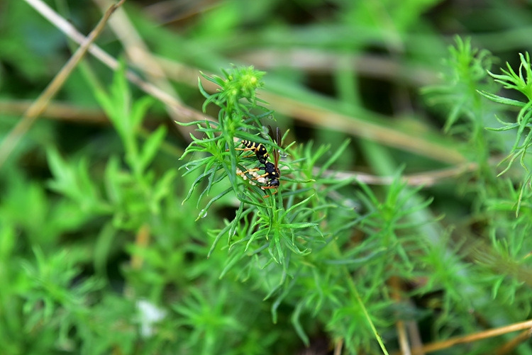 두눈박이쌍살벌 알 먹는 중 DSC_0743.jpg