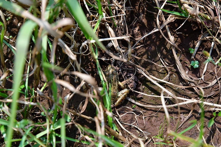 참개구리 DSC_8658.jpg