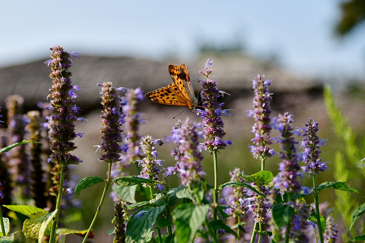 흰줄표범나비   배초향  DSC_4123.jpg