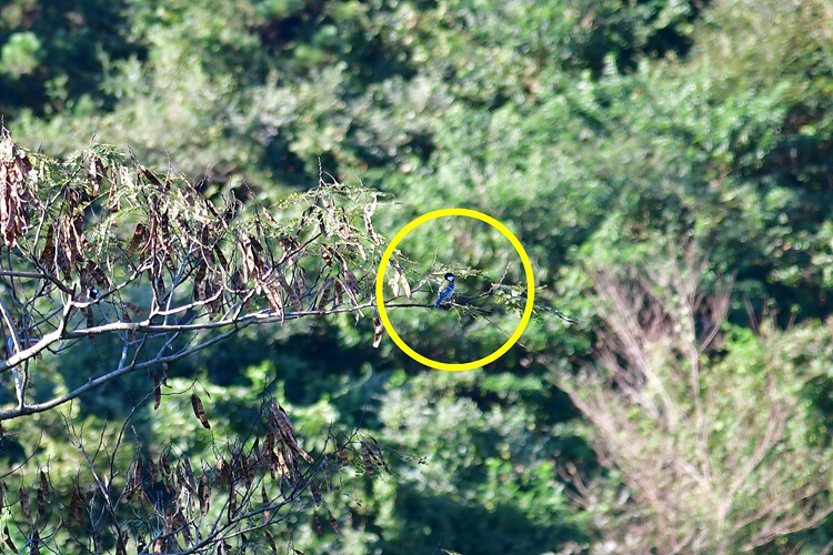 박새 DSC_8251-11.jpg