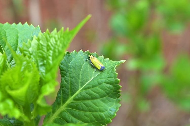 끝검은말매미충 DSC_6820.jpg