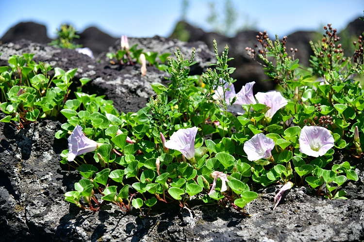 갯메꽃  DSC_8496.jpg