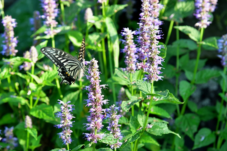 호랑나비 배초향 DSC_4070.jpg