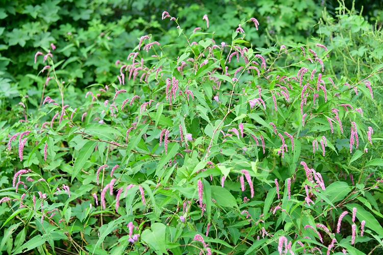 큰개여뀌 DSC_6753.jpg