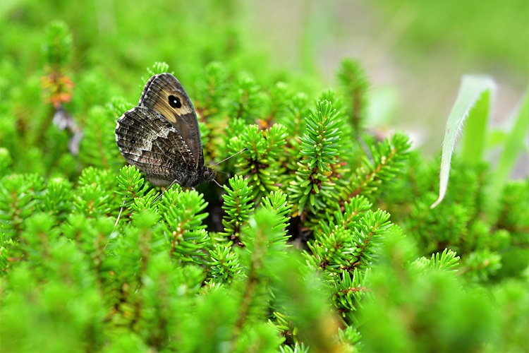 산굴뚝나비 DSC_0921.jpg