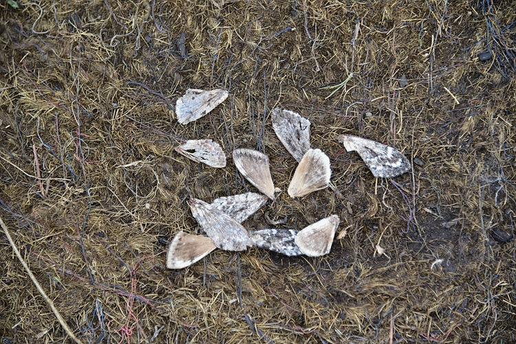 솔나방 날개만 DSC_0762.jpg