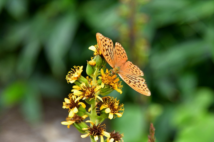 은줄표범나비  곰취  DSC_3808.jpg