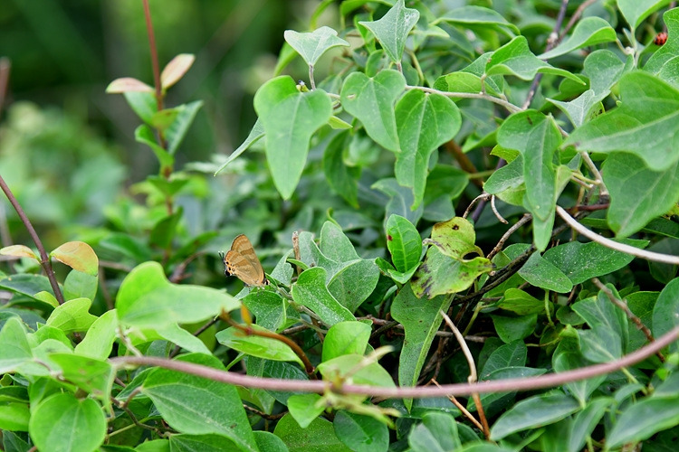 범부전나비  DSC_0112.jpg