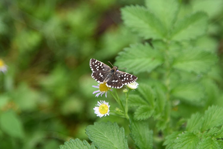 흰점팔랑나비 DSC_0314.jpg