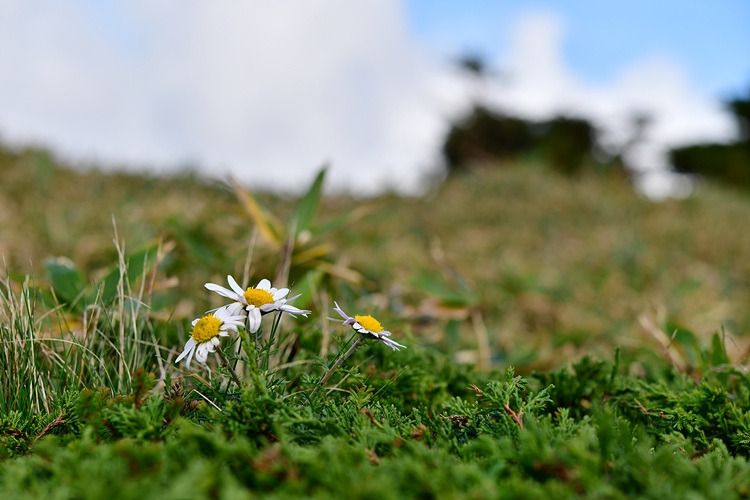 한라구절초 DSC_5192.jpg