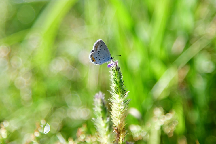 암먹부전나비  쥐꼬리망초 DSC_8345.jpg
