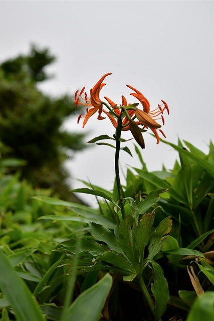 말나리  DSC_1034.jpg