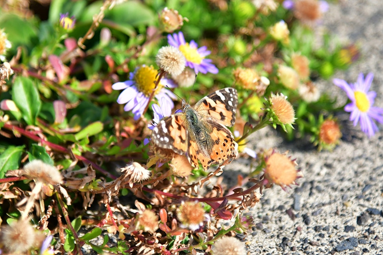 작은멋쟁이나비  갯쑥부쟁이 DSC_1442.jpg