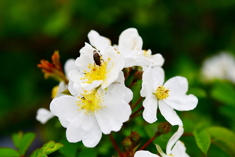 점박이꽃검정파리  찔레꽃 DSC_7755.jpg