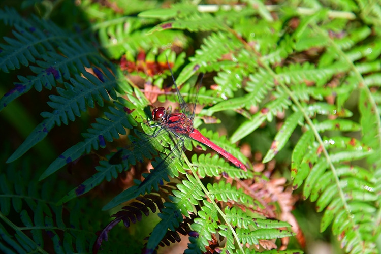 산깃동잠자리 수컷 DSC_8318.jpg