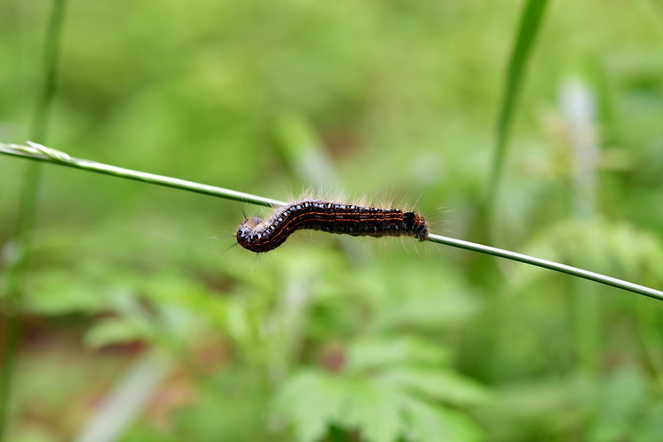 천막벌레나방  DSC_8732.jpg
