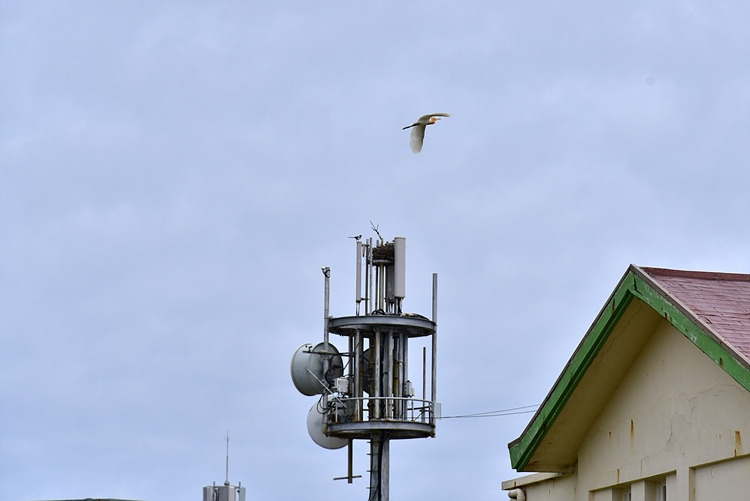 황로   까치집 DSC_7948.jpg