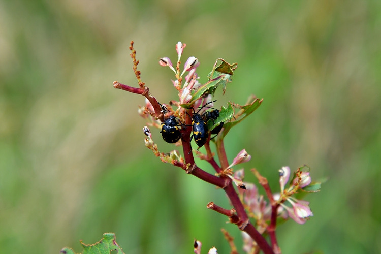 상아잎벌레  호장근   DSC_3858.jpg