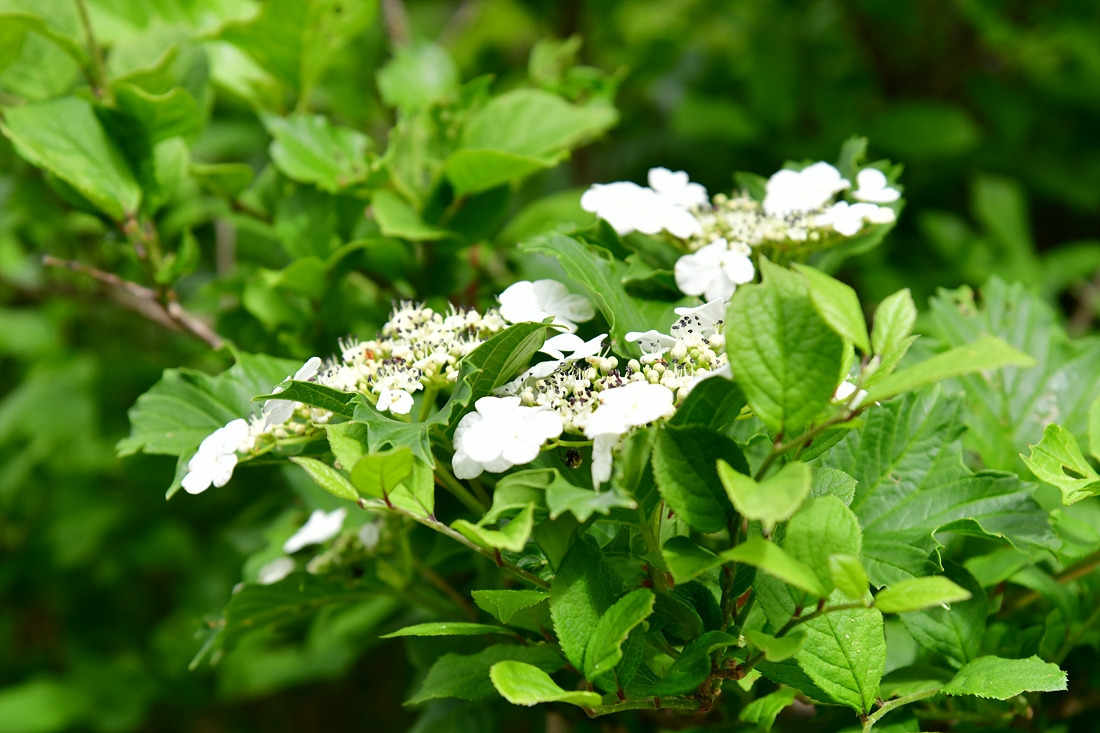 백당나무 DSC_9449.jpg