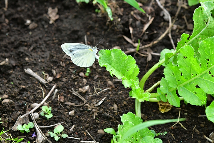 큰줄흰나비  산란 DSC_3227.jpg