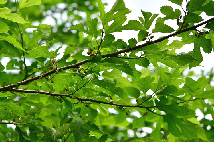 산뽕나무 열매  DSC_8588.jpg