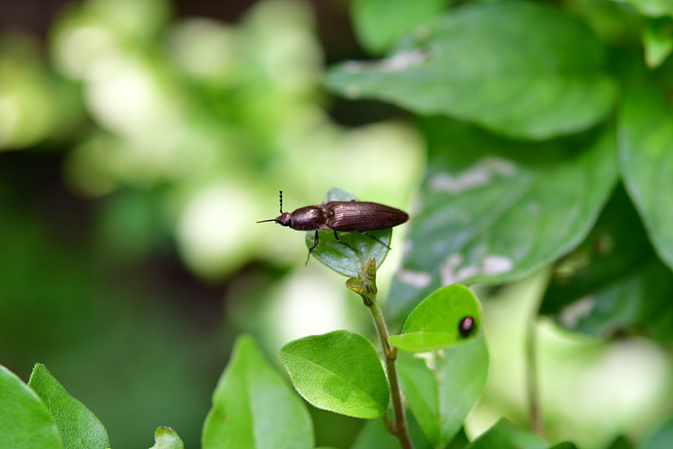 방아벌레류 DSC_8662.jpg