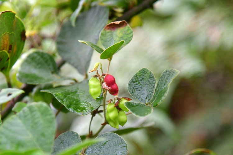 여우콩 열매 DSC_6848.jpg