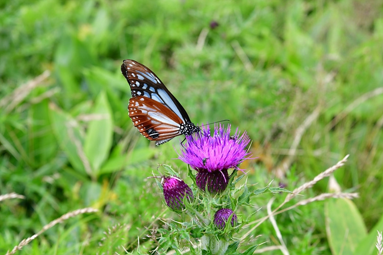 왕나비  바늘엉겅퀴  DSC_3097.jpg