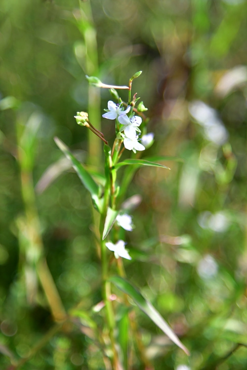 사마귀풀 DSC_6682.jpg