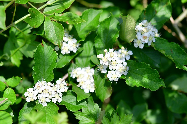 아그배나무 DSC_8726.jpg