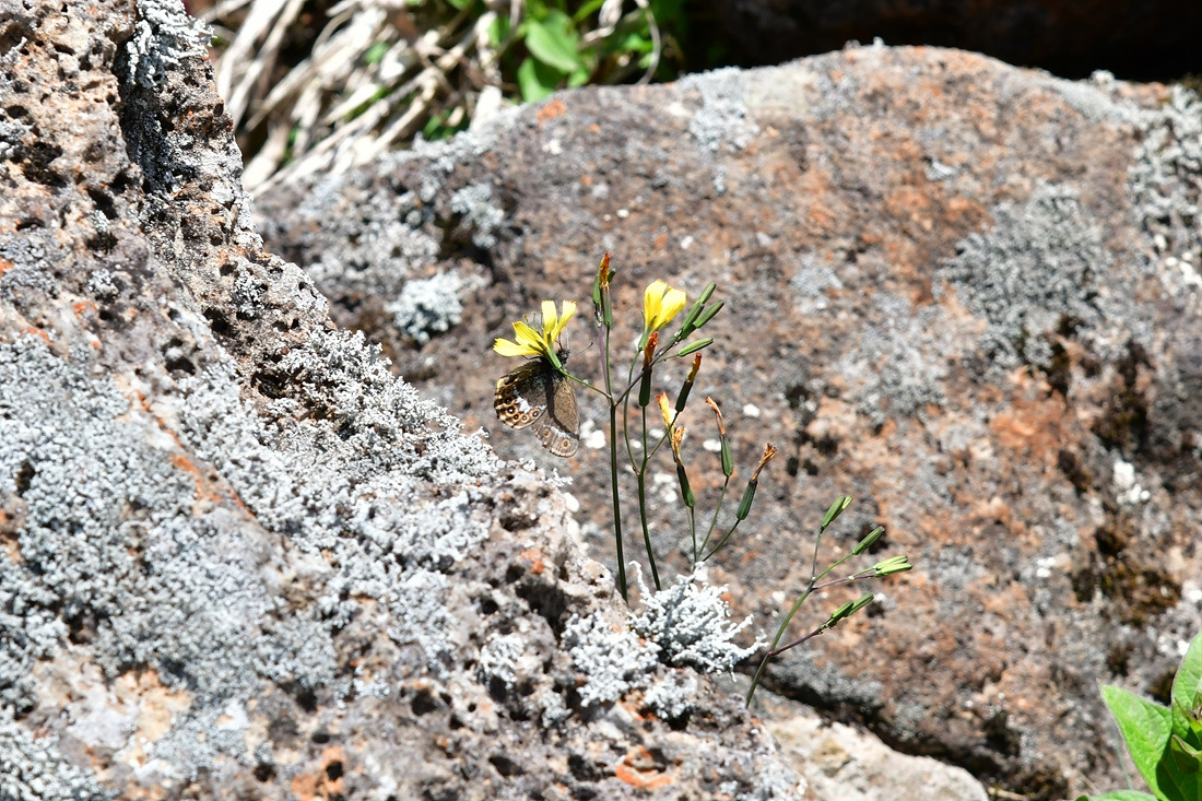 도시처녀나비 씀바귀 DSC_9590.jpg