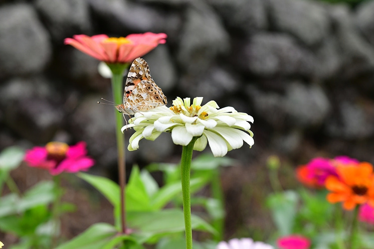 작은멋쟁이나비  백일홍  DSC_3219.jpg