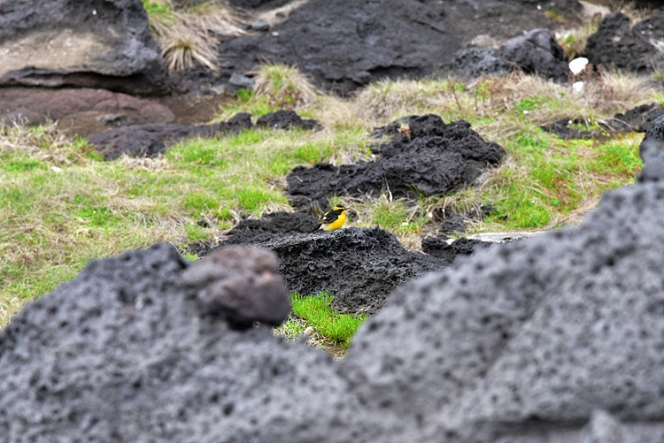 황금새 수컷 DSC_7991.jpg