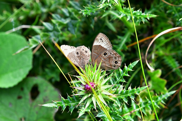 먹그늘나비  바늘엉겅퀴  DSC_3755.jpg