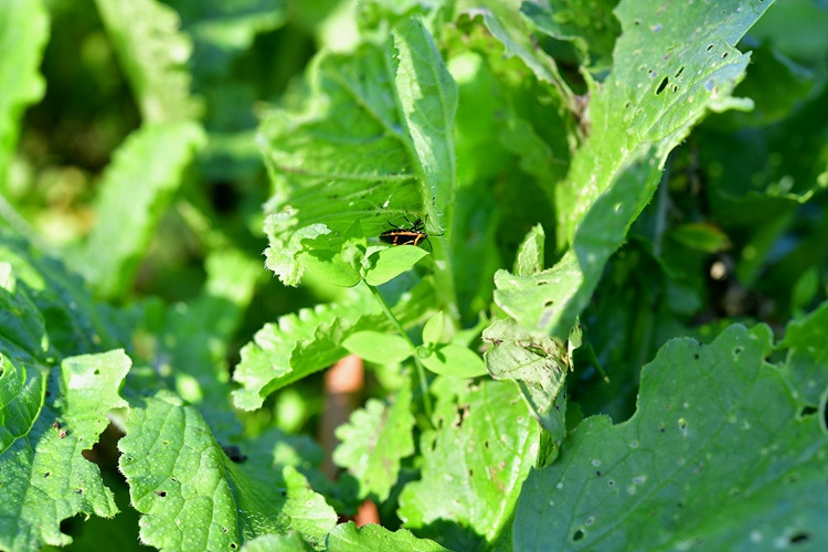 홍비단노린재 DSC_3937.jpg