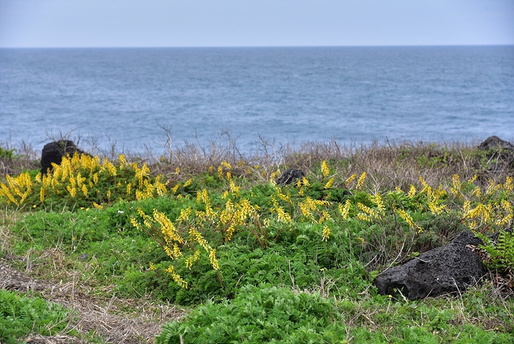 염주괴불주머니 DSC_7978.jpg