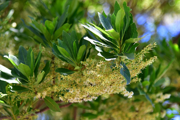 담팔수나무 꽃 DSC_3937.jpg