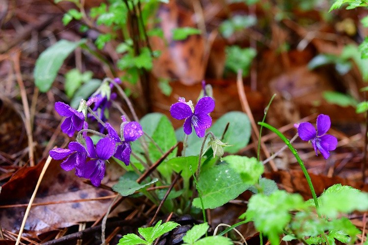털제비꽃  아부오름 DSC_7457.jpg