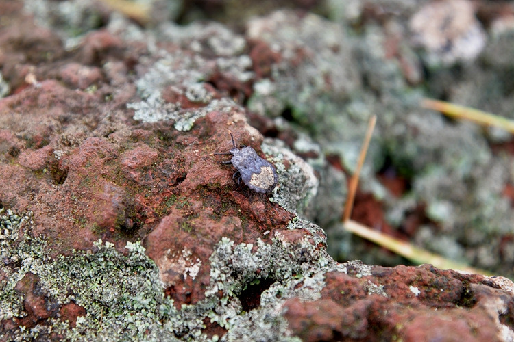 톱날노린재 DSC_0065.jpg