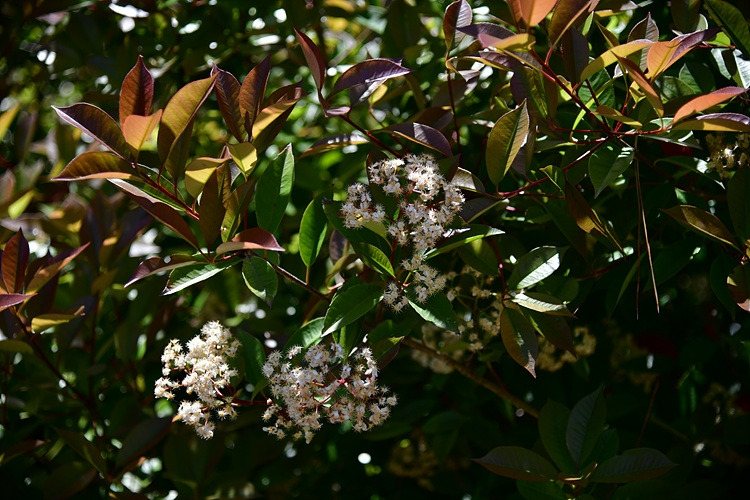 홍가시나무 꽃   DSC_8354.jpg