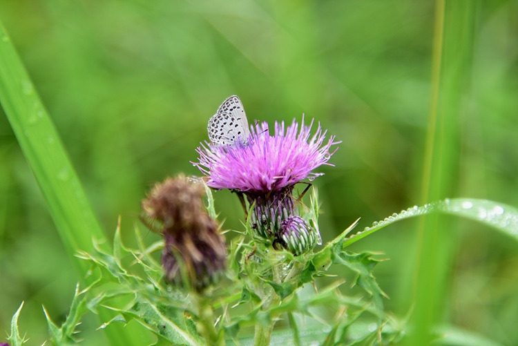 남방부전나비 DSC_0794.jpg
