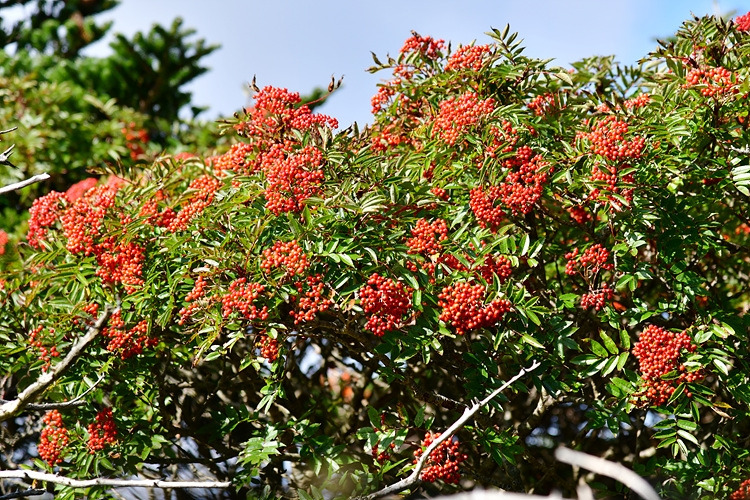 마가목 열매 DSC_5119.jpg