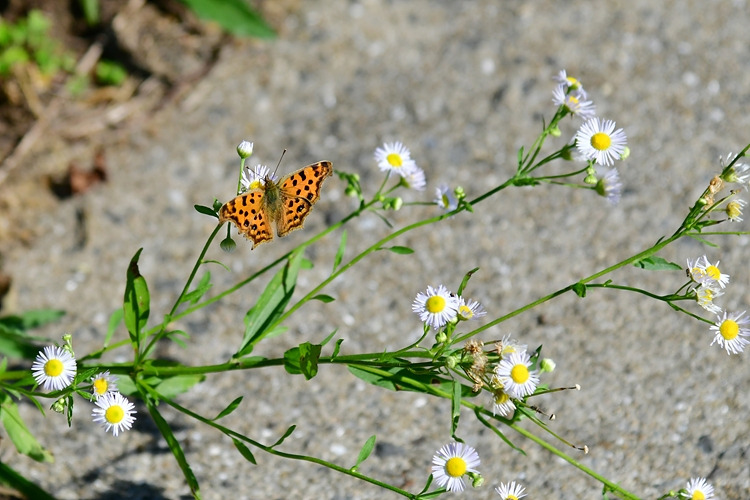 네발나비  개망초 DSC_8387.jpg